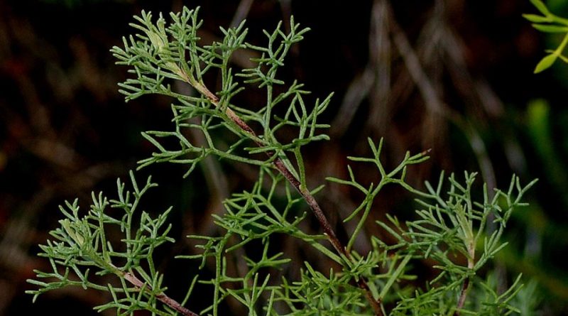 Artemisia campestris