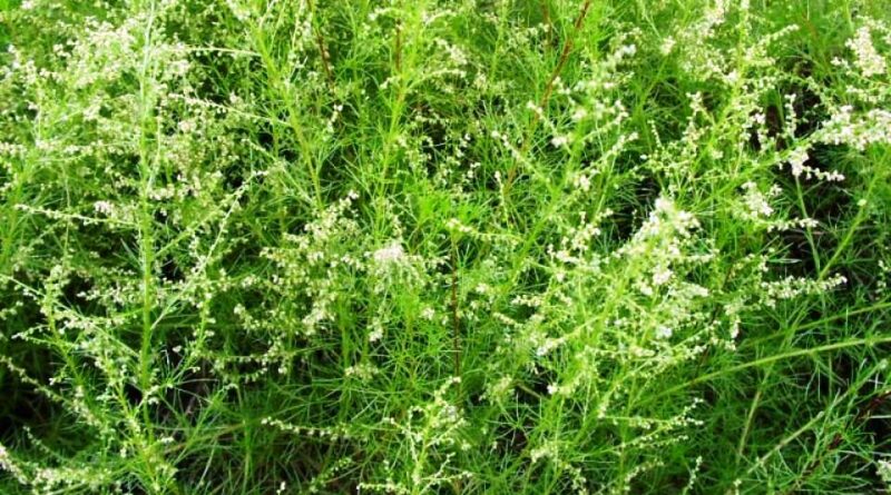 Artemisia capillaris