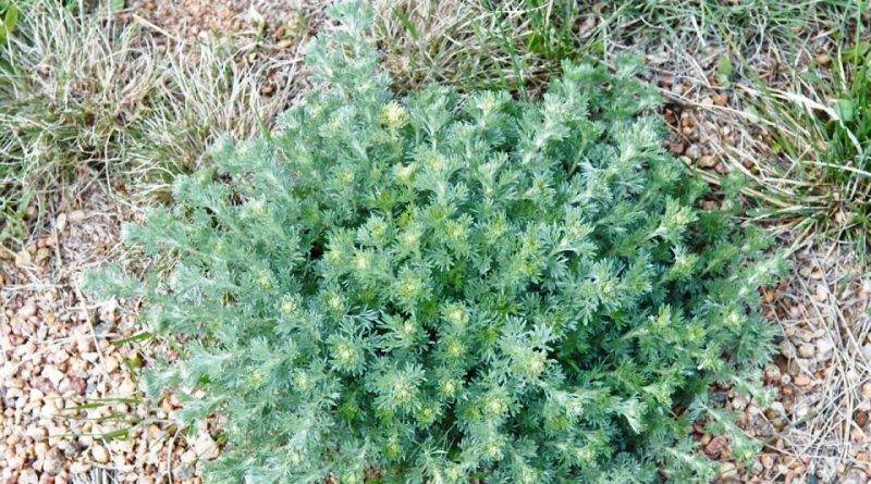 Artemisia frigida