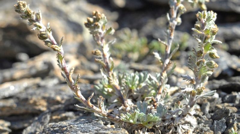 Artemisia genipi