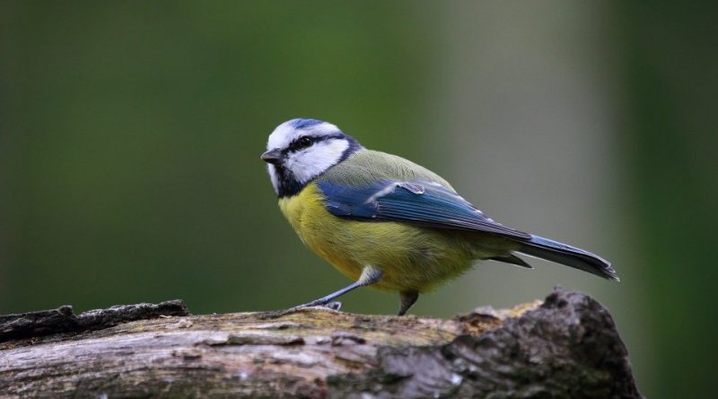 Cyanistes caeruleus