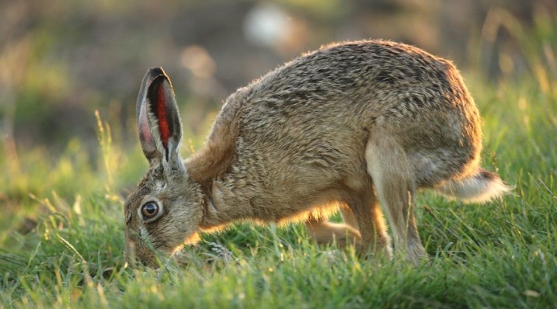 Lepus europaeus