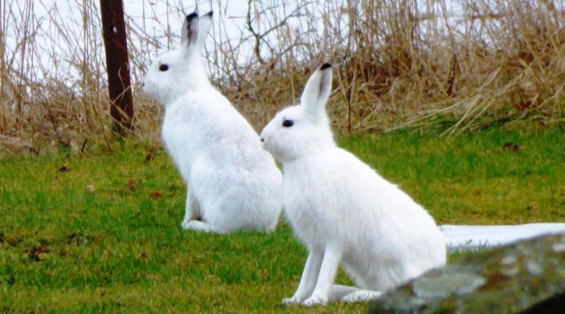 Lepus timidus