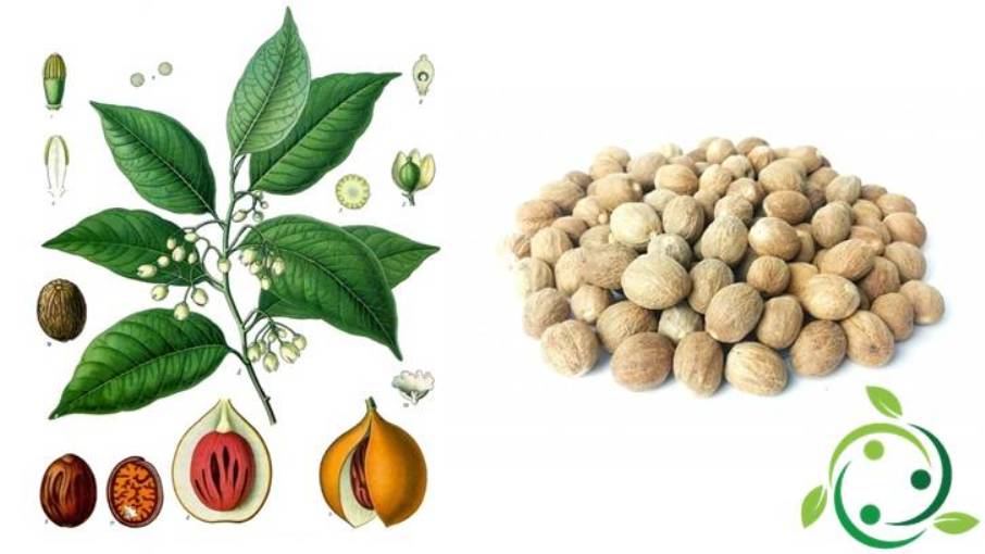 Nutmeg Origins, History, Description, Gastronomic Use
