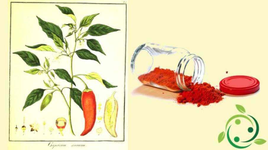 Paprika Origins, History, Description, Gastronomic Use