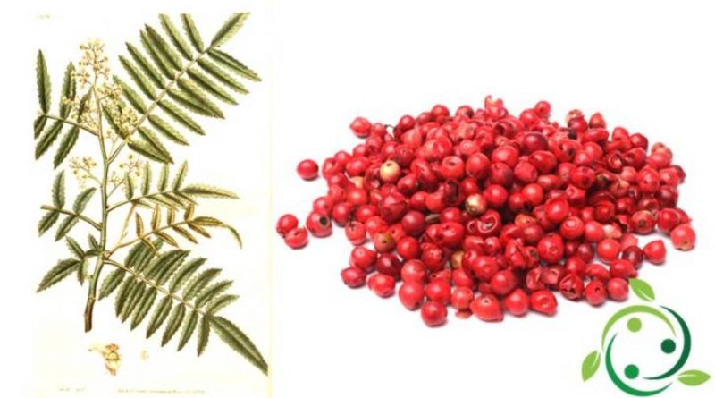 Pimienta Rosa Pimienta Rosa: Orígenes, Historia, Descripción, Uso Gastronómico