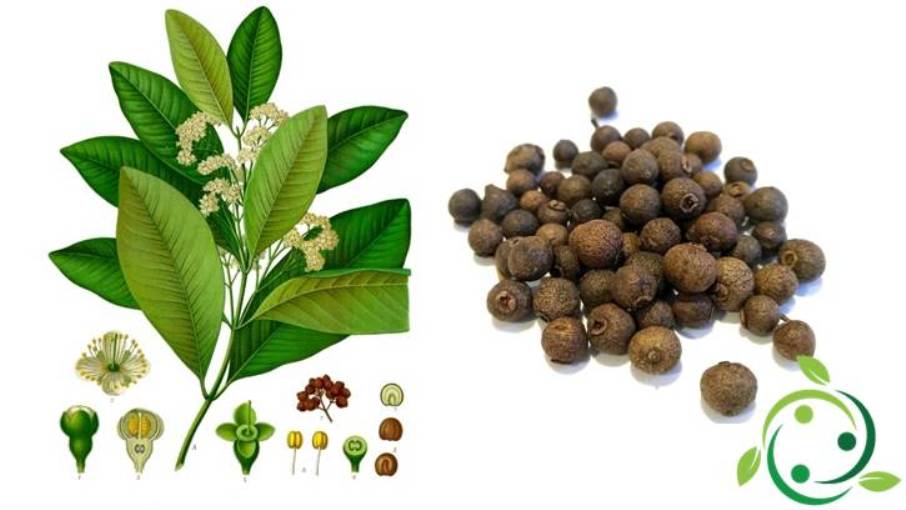 Allspice Origins, History, Description, Gastronomic Use