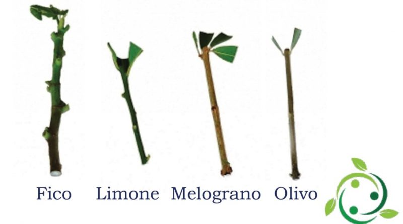 Definition and types of cutting Archivi - Un Mondo Ecosostenibile