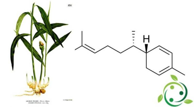 Zingiberene