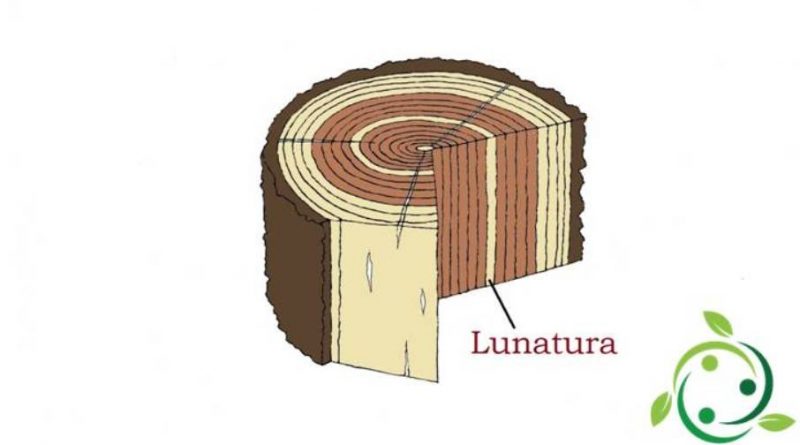 Lunatura