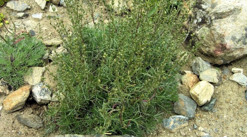 Artemisia borealis