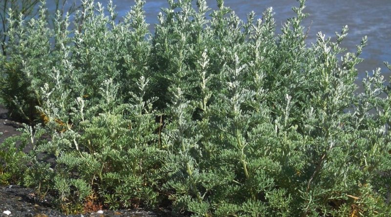 Artemisia maritima