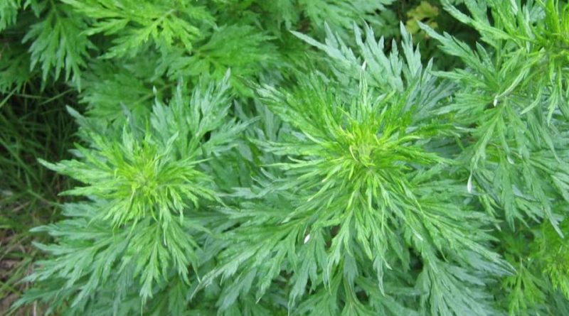 Artemisia pallens