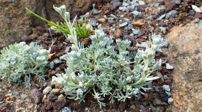 Artemisia umbelliformis