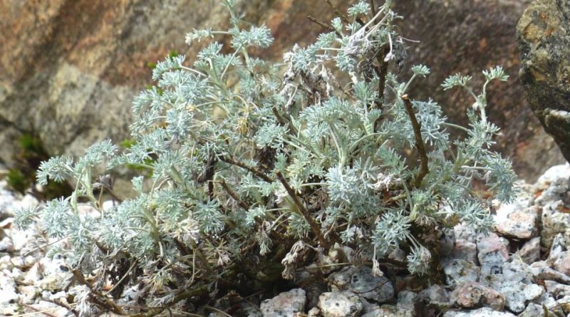 Artemisia vallesiaca