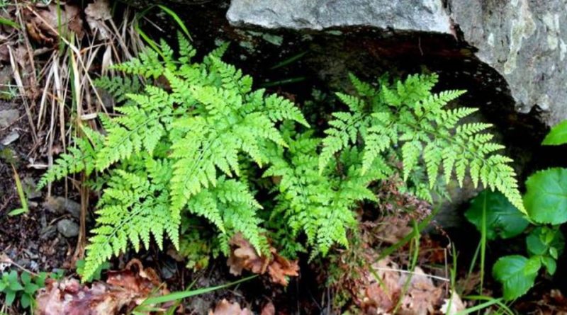 Asplenium adiantum-nigrum