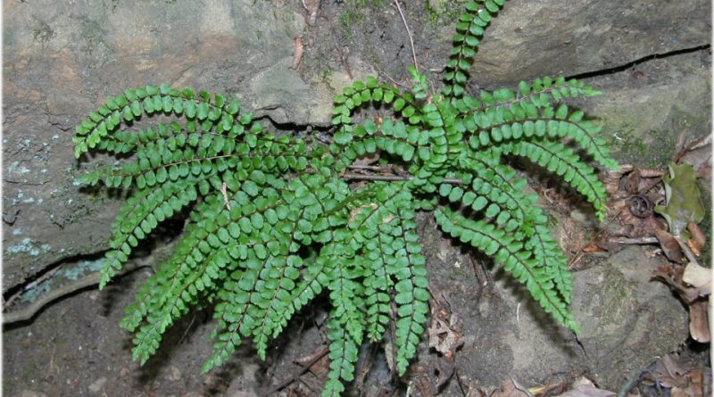 Asplenium trichomanes