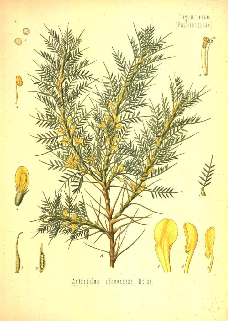 Astragalus brachycalyx Systematics, Habitat, Cultivation