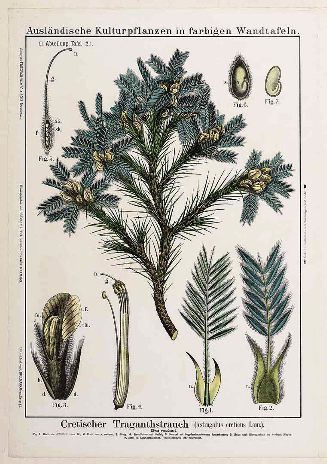 Astragalus creticus Systematics, Etymology, Habitat, Cultivation