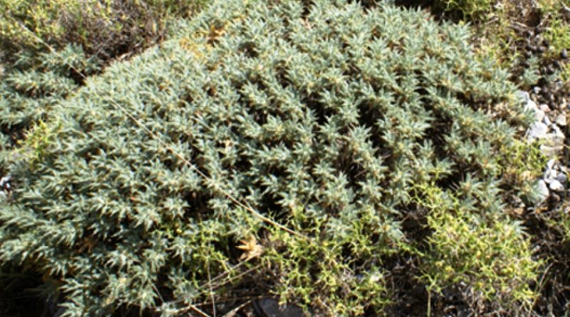 Astragalus creticus
