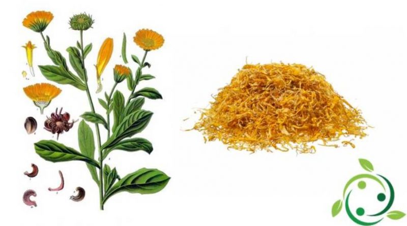 Calendula