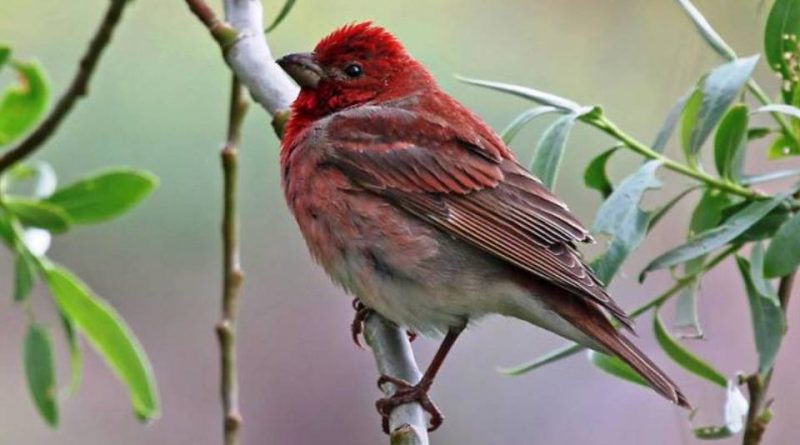 common rosefinch