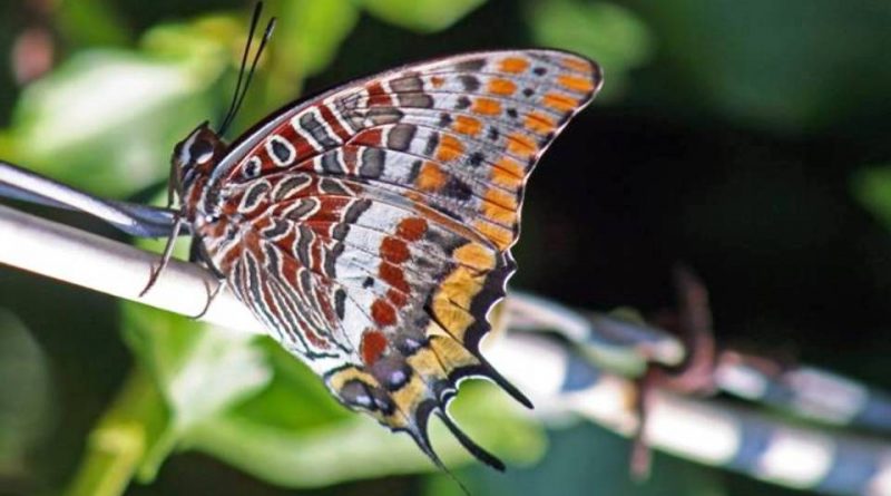 Charaxes jasius