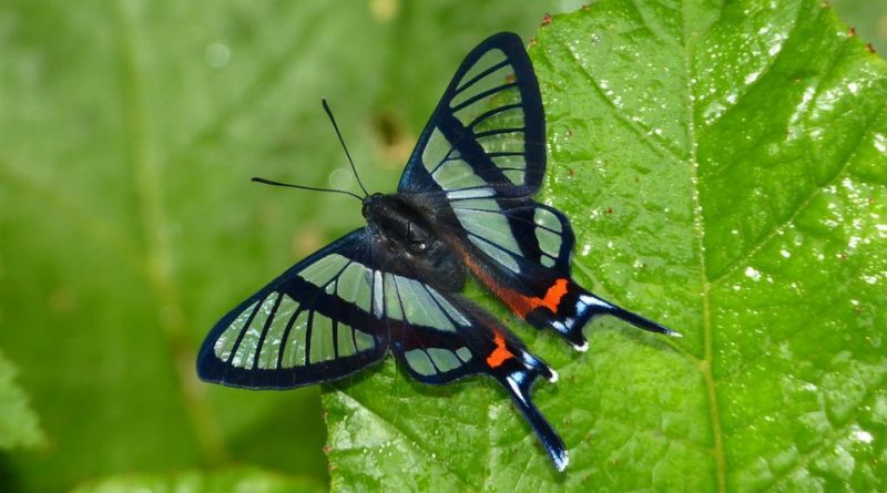 Chorinea sylphina