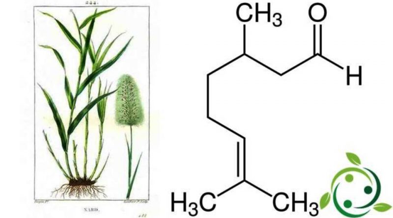 Citronellale