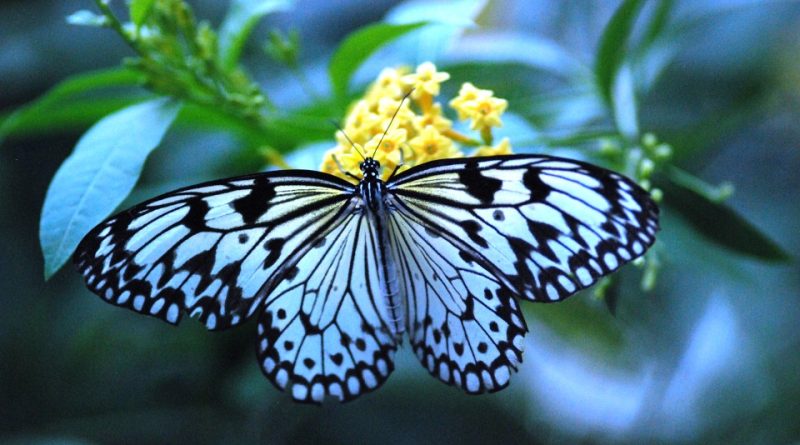 Le più belle farfalle del mondo