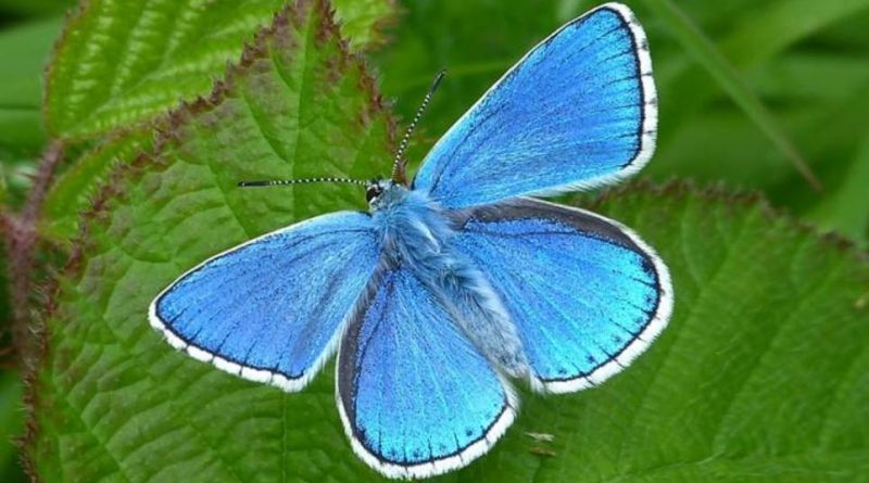 Lysandra bellargus