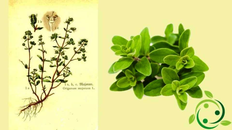 Marjoram Origins, History, Description, Gastronomic Use