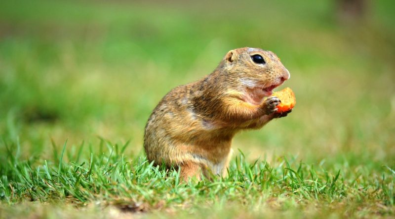 Marmota marmota