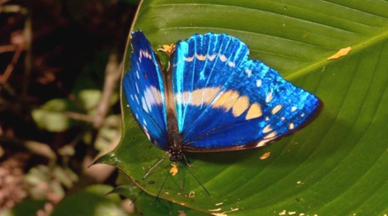 Morpho cypris