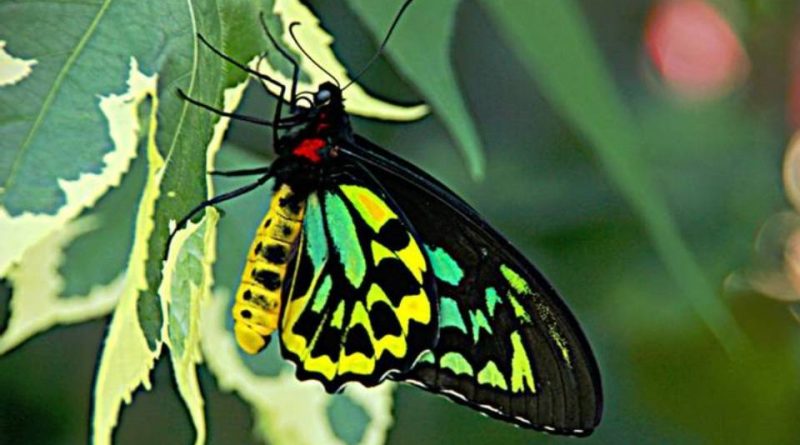 Ornithoptera alexandrae