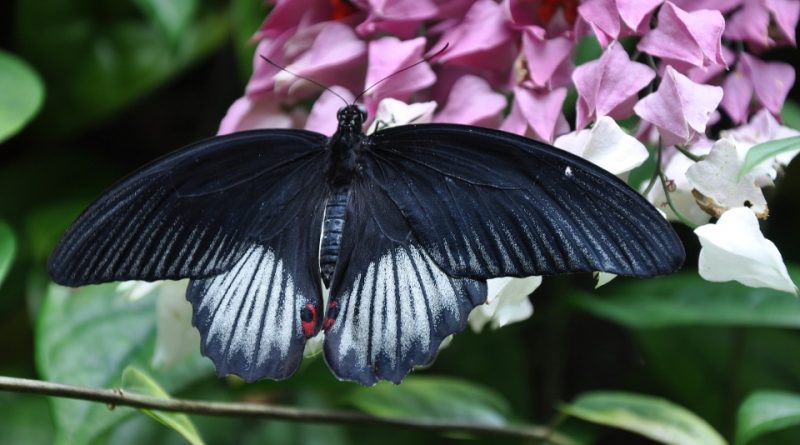 Papilio memnon