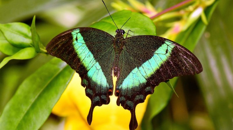 Papilio palinurus