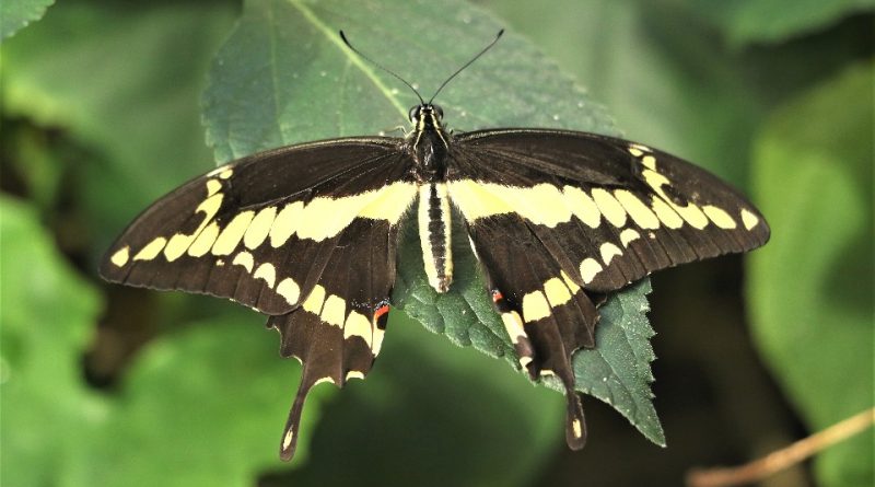 Papilio thoas