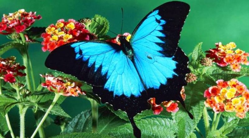 Papilio ulysses