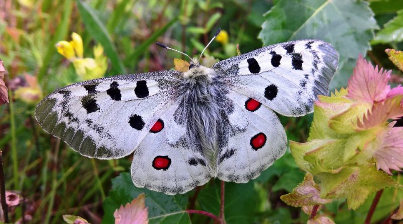 Parnassius apollo