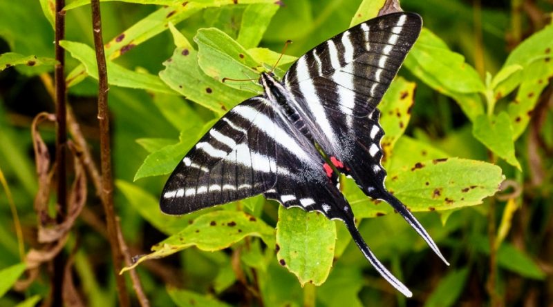 Protographium marcellus