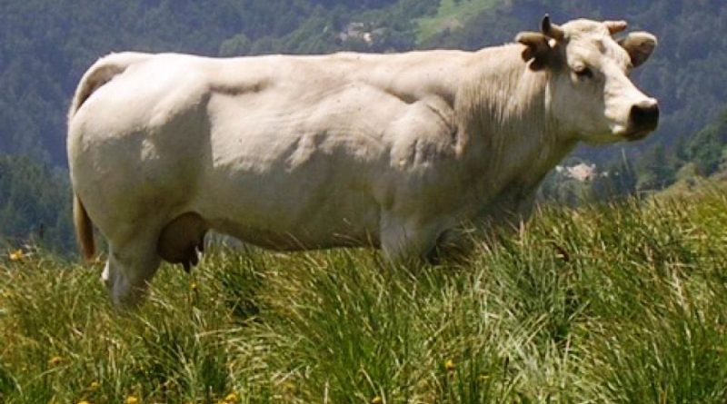 Piemontese