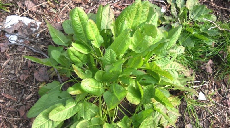 Rumex acetosa