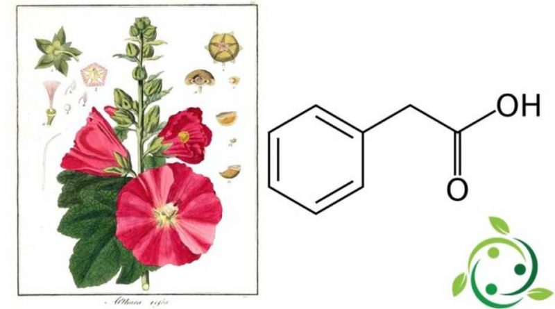 Acido fenilacetico