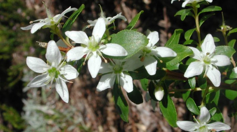 Agathosma crenulata