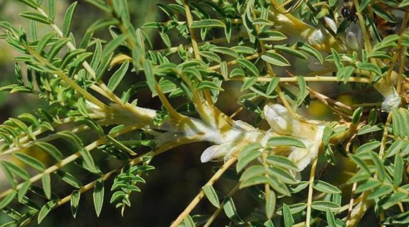 Astragalus gummifer