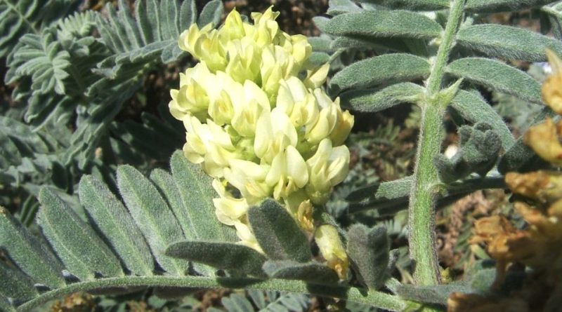 Astragalus verus