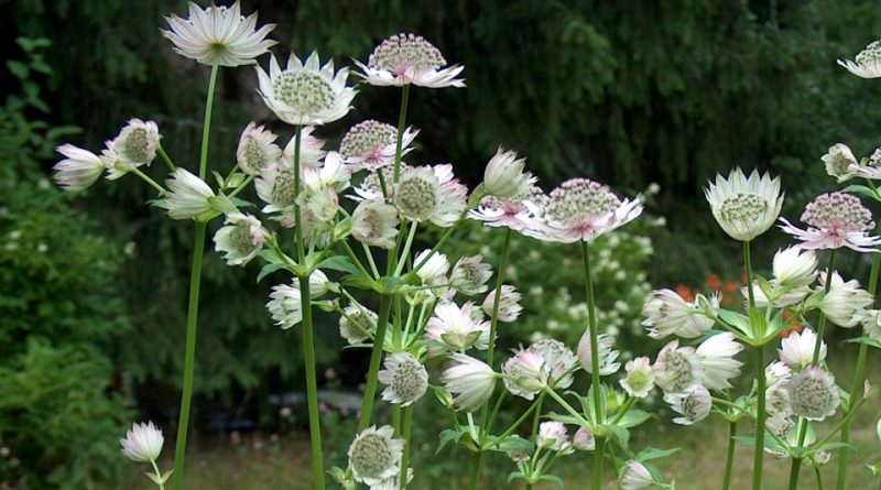 Astrantia major