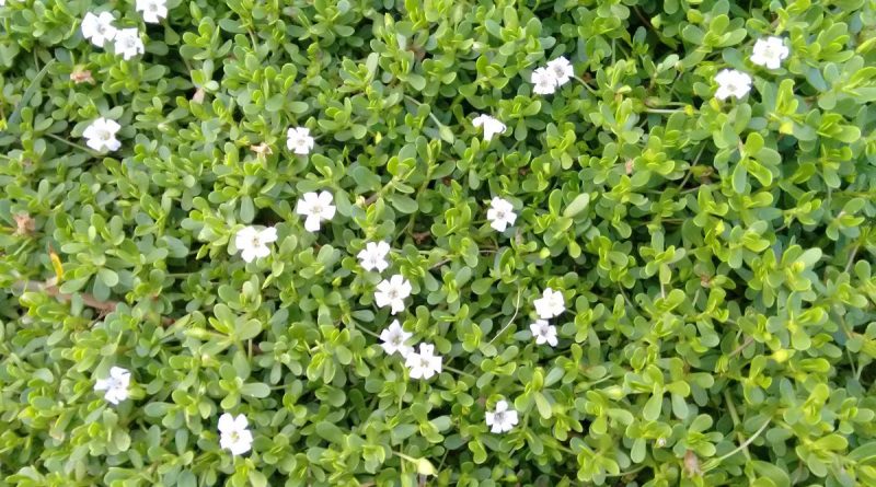 Bacopa monnieri