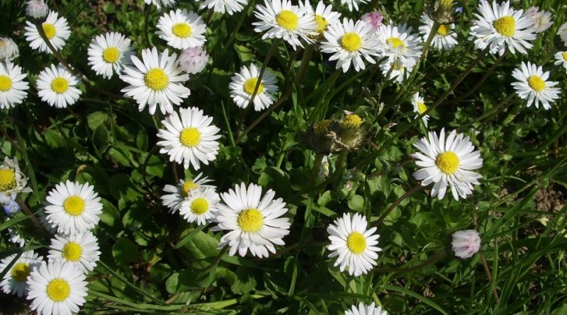 Bellis perennis